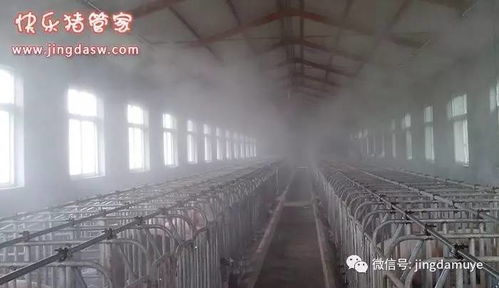 豬場(chǎng)夏季防暑降溫四招 從飼料切入的核心方案